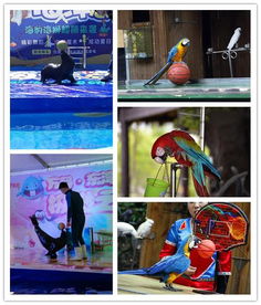 万源市本地海洋生物表演与经纪业务概览